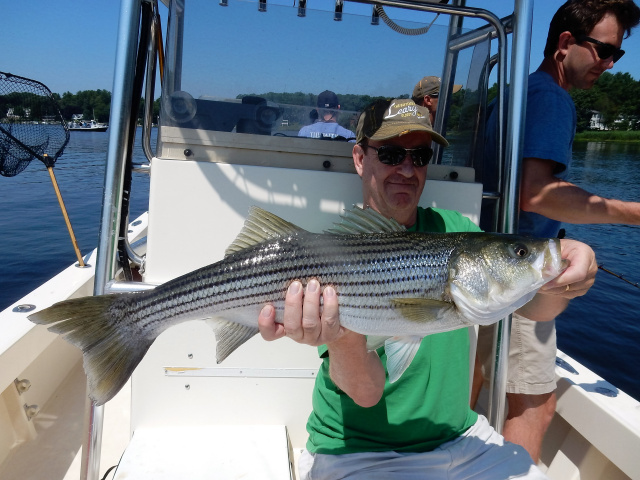 Merrimack River striper caught by Doug